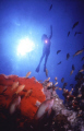 Anthias, Red Sponge and Diver, sun backlight. Garden Reef- Aqaba.
Nikonos 15 mm+ Ikelite strobe 